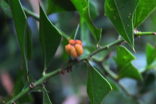 Jodina rhombifolia