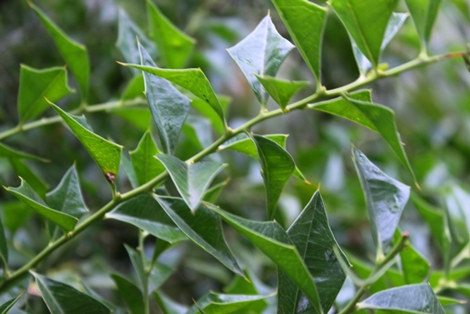 Jodina rhombifolia