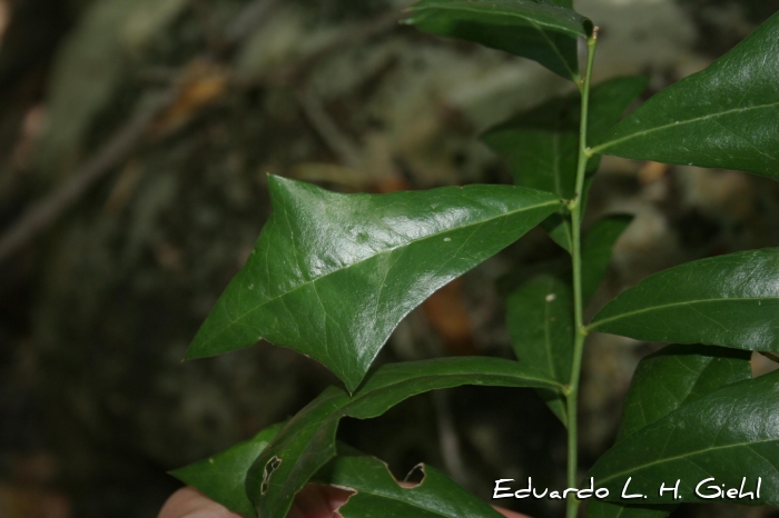 Jodina rhombifolia