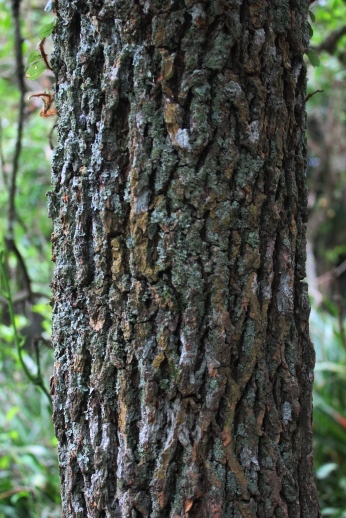 Jodina rhombifolia