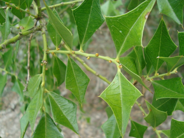 Jodina rhombifolia