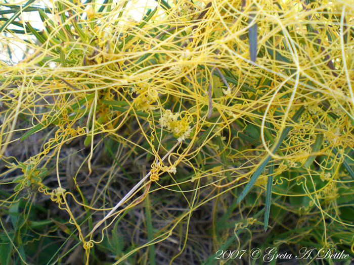 Cuscuta xanthochortos