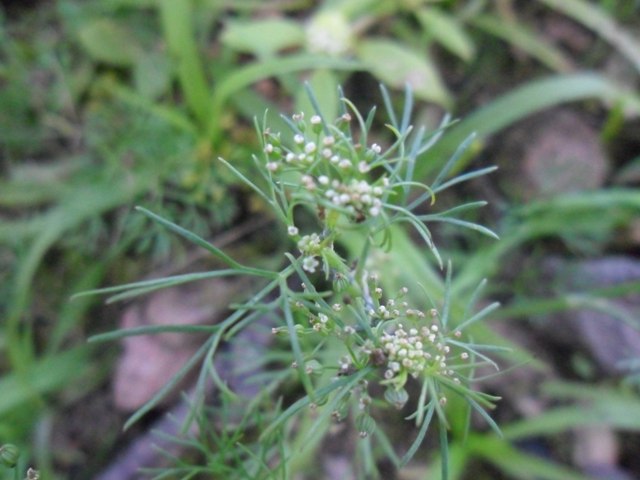 Cyclospermum leptophyllum