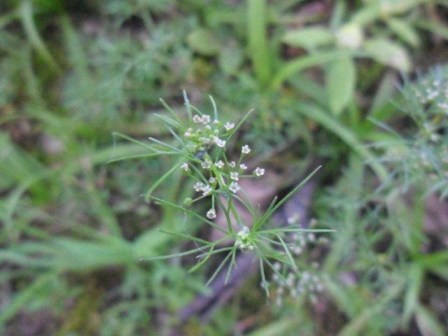 Cyclospermum leptophyllum