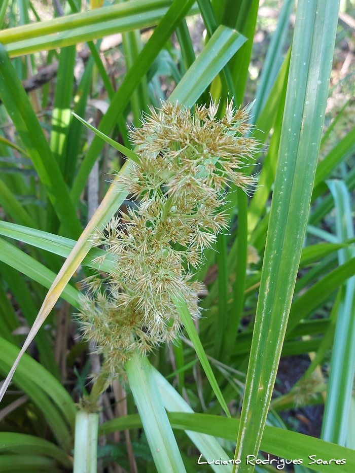 Rhynchospora corymbosa