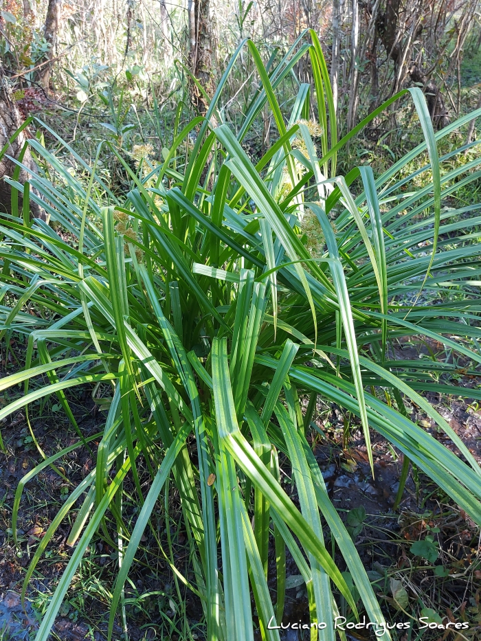 Rhynchospora corymbosa