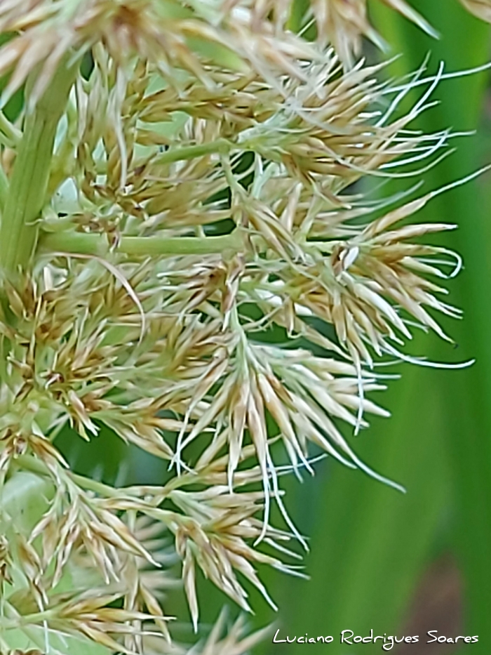 Rhynchospora corymbosa