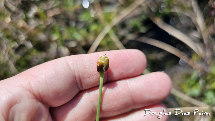 Rhynchospora globosa