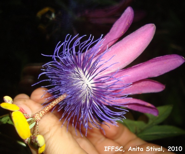 Passiflora amethystina