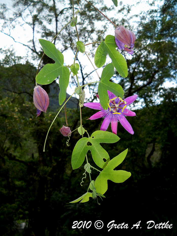 Passiflora amethystina