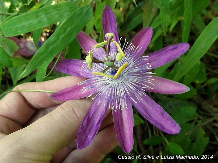 Passiflora amethystina