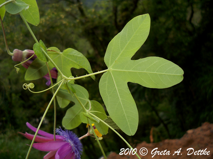 Passiflora amethystina