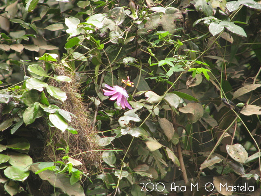 Passiflora amethystina