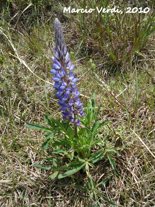 Lupinus magnistipulatus