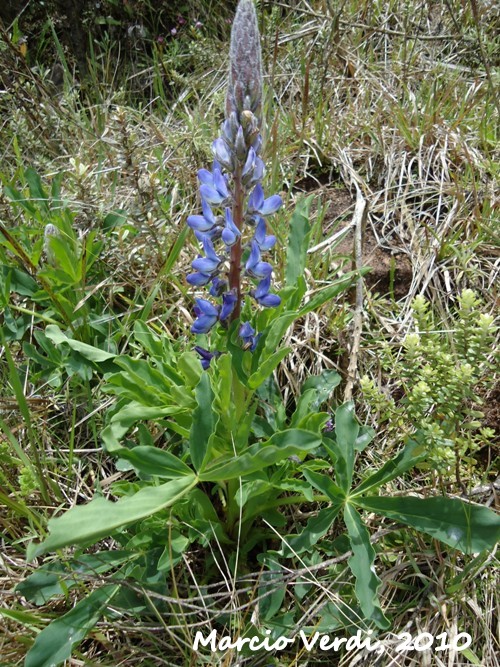 Lupinus magnistipulatus