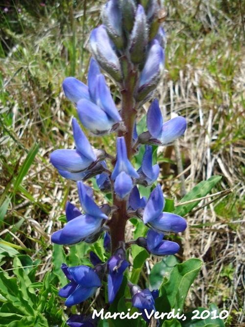 Lupinus magnistipulatus