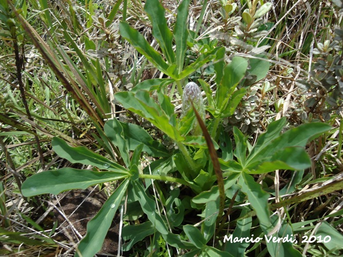 Lupinus magnistipulatus