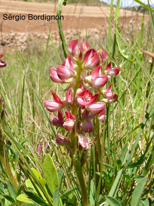 Lupinus rubriflorus