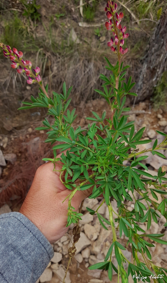 Lupinus rubriflorus