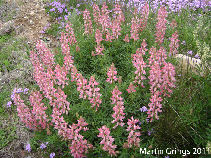 Lupinus rubriflorus