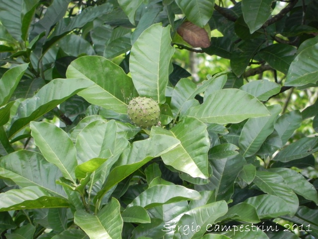 Magnolia ovata