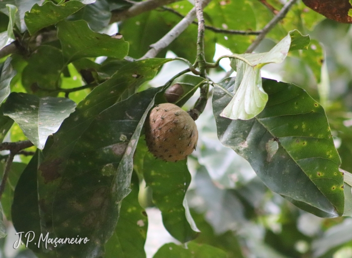 Magnolia ovata