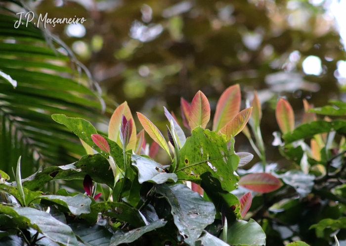 Magnolia ovata