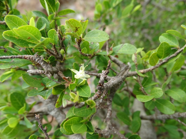 Erythroxylum microphyllum