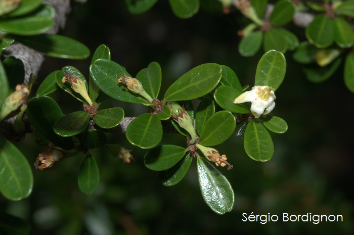 Erythroxylum microphyllum