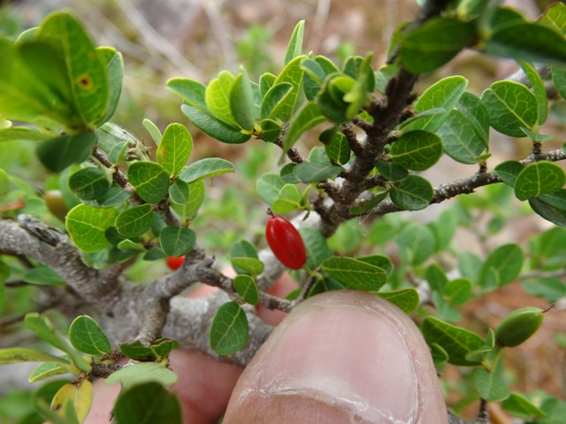 Erythroxylum microphyllum