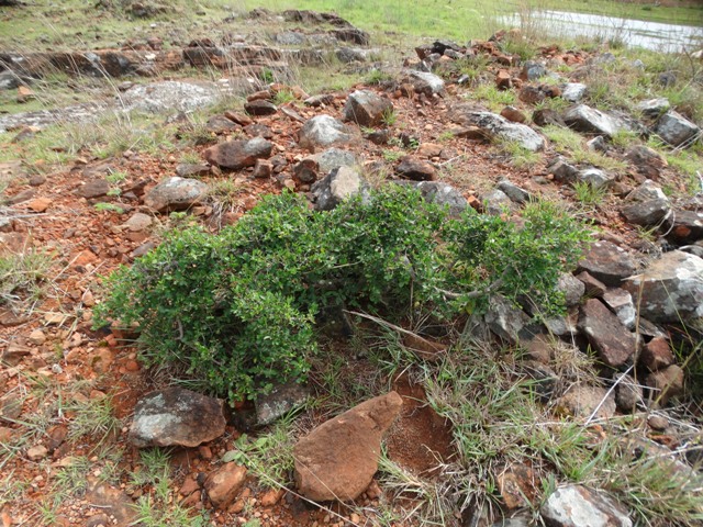 Erythroxylum microphyllum