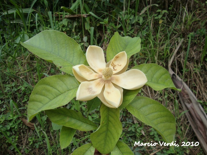 Magnolia ovata