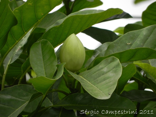 Magnolia ovata