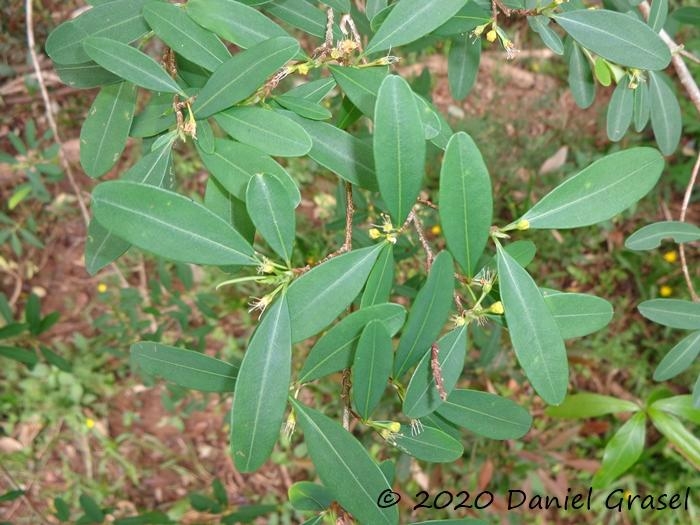 Erythroxylum myrsinites