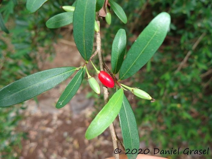 Erythroxylum myrsinites