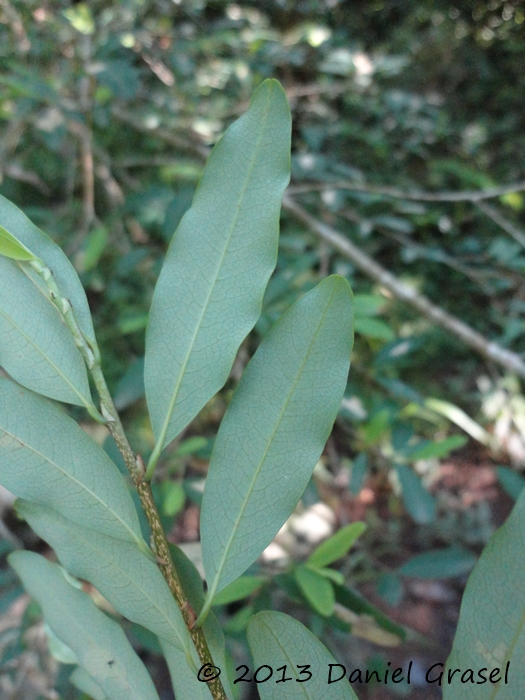 Erythroxylum myrsinites