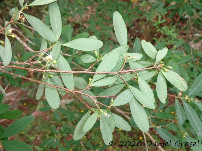 Erythroxylum myrsinites