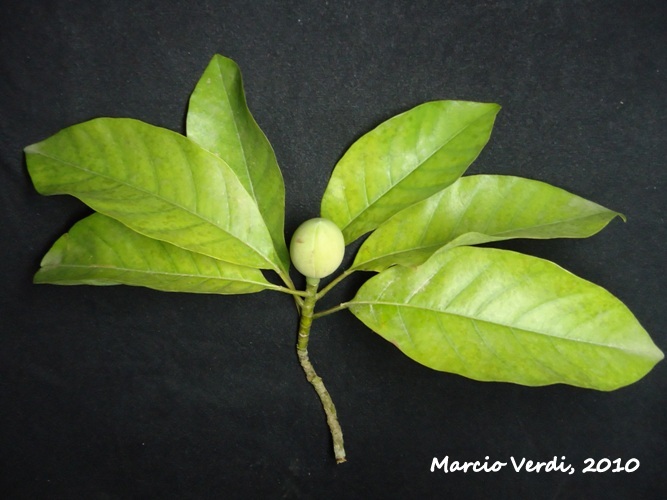 Magnolia ovata
