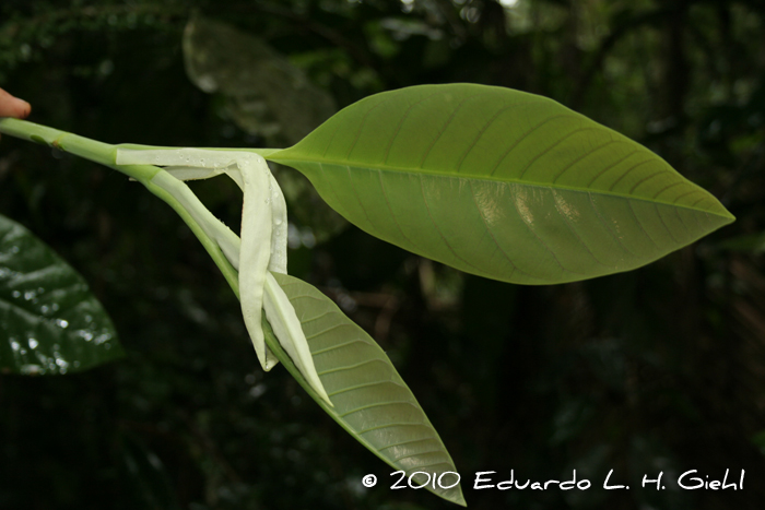 Magnolia ovata