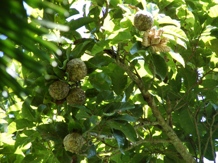 Magnolia ovata