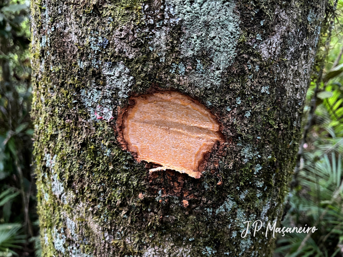 Magnolia ovata