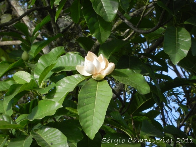 Magnolia ovata