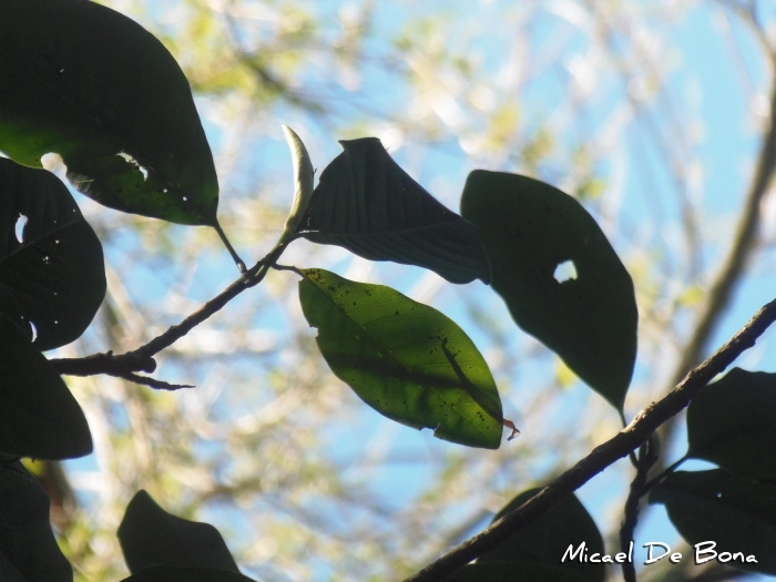 Magnolia ovata