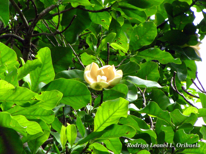 Magnolia ovata