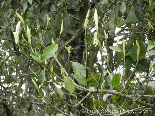 Magnolia ovata