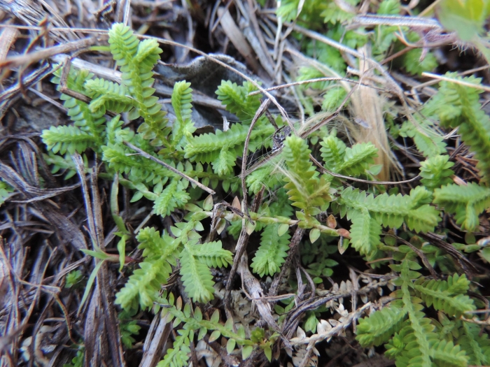 Selaginella marginata