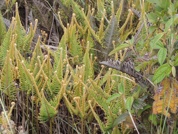 Dicranopteris nervosa