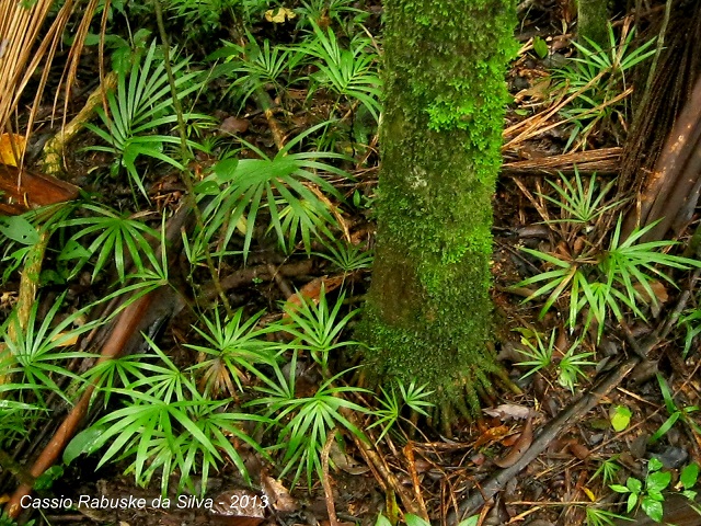 Euterpe edulis