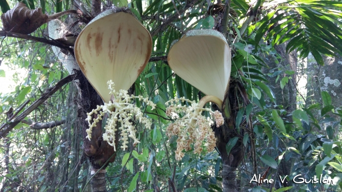 Bactris setosa