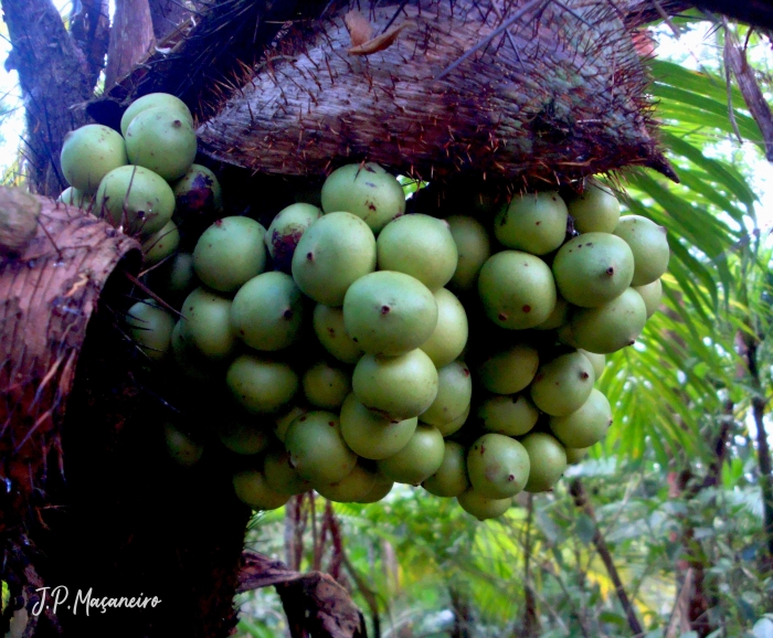 Bactris setosa